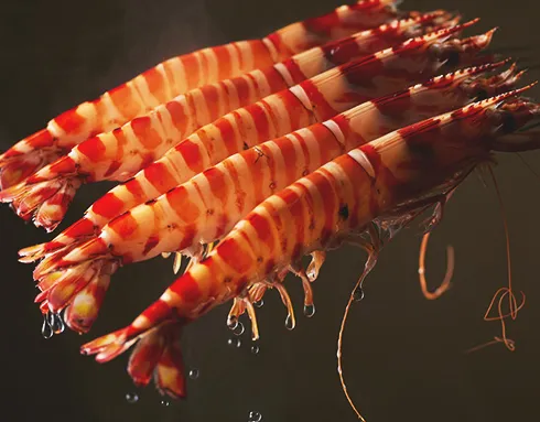 夏の食材 4